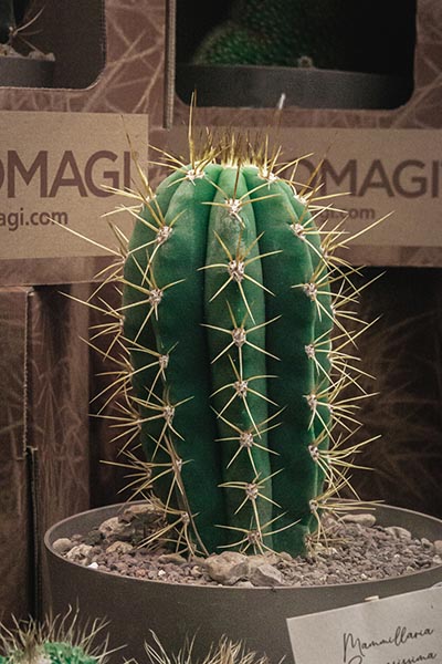 Cactus de taille moyenne avec de grandes épines